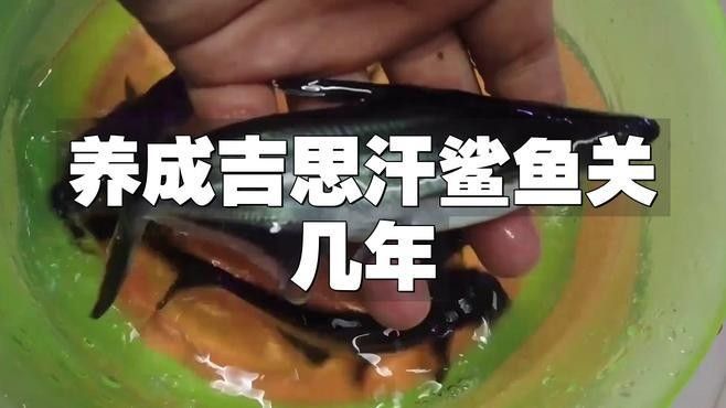 成吉思汗鯊魚在人工飼養(yǎng)下能長多大？：成吉思汗鯊怎么養(yǎng)