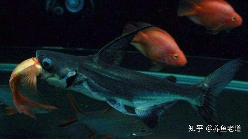 成吉思汗鯊魚在人工飼養(yǎng)下能長多大？：成吉思汗鯊怎么養(yǎng)