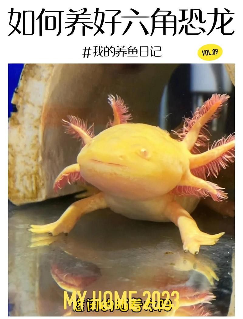 六角龍多久換一次水：六角恐龍魚幾天換一次水 六角龍多久換一次水：六角恐龍魚幾天換一次水 龍魚百科 第11張