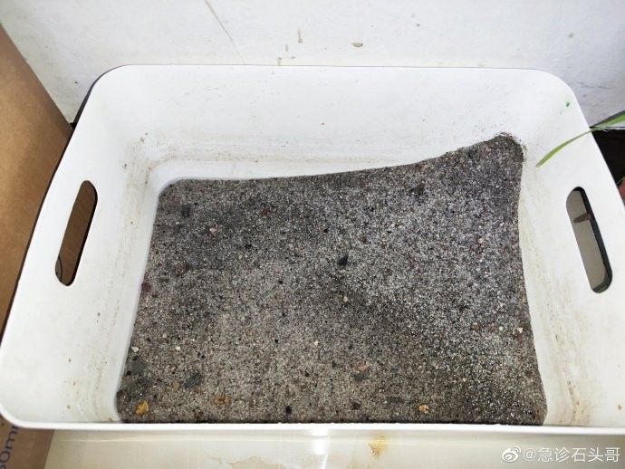 六角龍多久換一次水：六角恐龍魚幾天換一次水 六角龍多久換一次水：六角恐龍魚幾天換一次水 龍魚百科 第16張