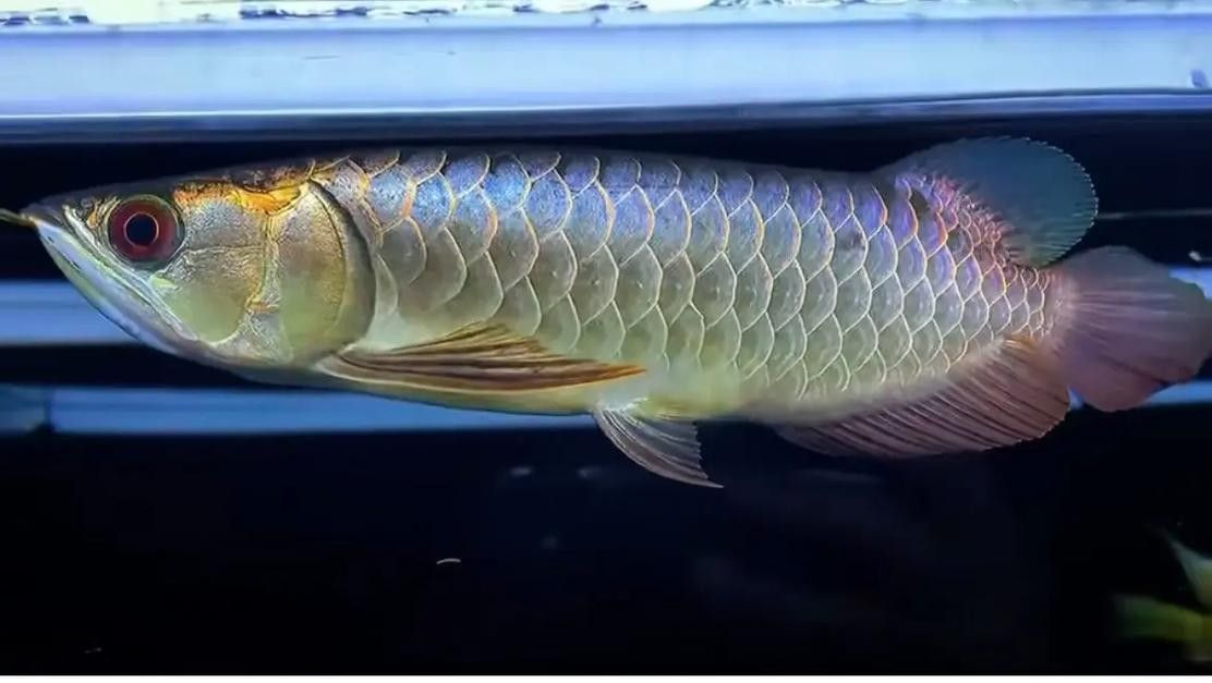 給我一張古典藍帶金龍魚的照片：古典藍金龍，底色變幻,盡顯無限魅力!