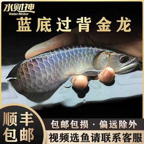 給我一張古典藍帶金龍魚的照片：古典藍金龍，底色變幻,盡顯無限魅力!