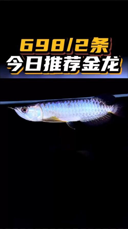 給我一張古典藍帶金龍魚的照片：古典藍金龍，底色變幻,盡顯無限魅力!