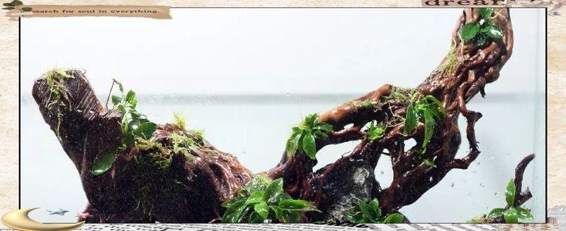 沉木造景需要哪些配套設備：沉木造景的配套設備根據缸體尺寸和造景風格選擇