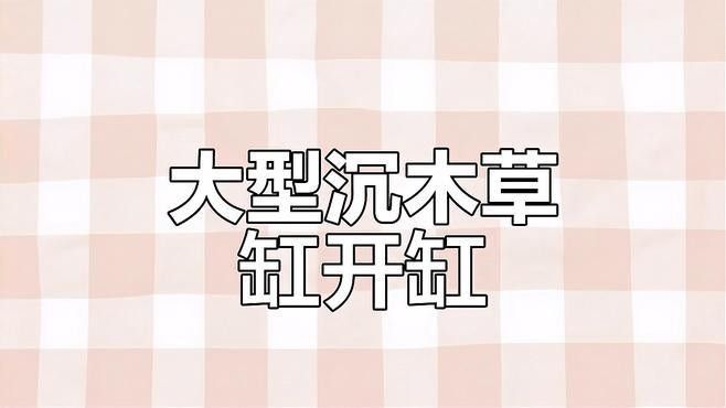 沉木造景需要哪些配套設備：沉木造景的配套設備根據缸體尺寸和造景風格選擇