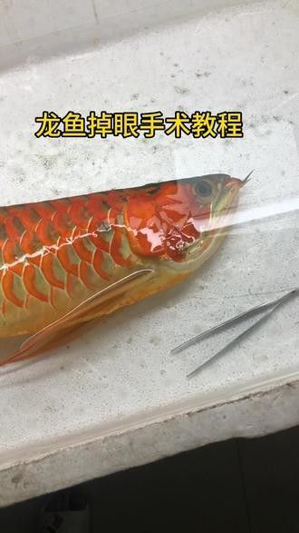 龍魚眼睛手術風險大嗎：龍魚手術風險大，龍魚釣眼問題不容忽視