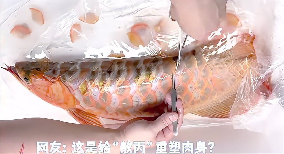 龍魚拔鱗后如何護(hù)理？：龍魚拔鱗后的護(hù)理