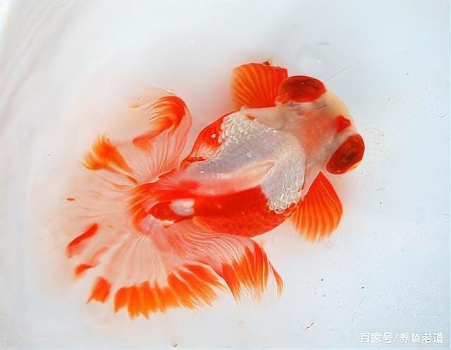 黑鱗龍魚(yú)多久喂一次植物性飼料：惠農(nóng)網(wǎng)，龍魚(yú)各階段如何喂食