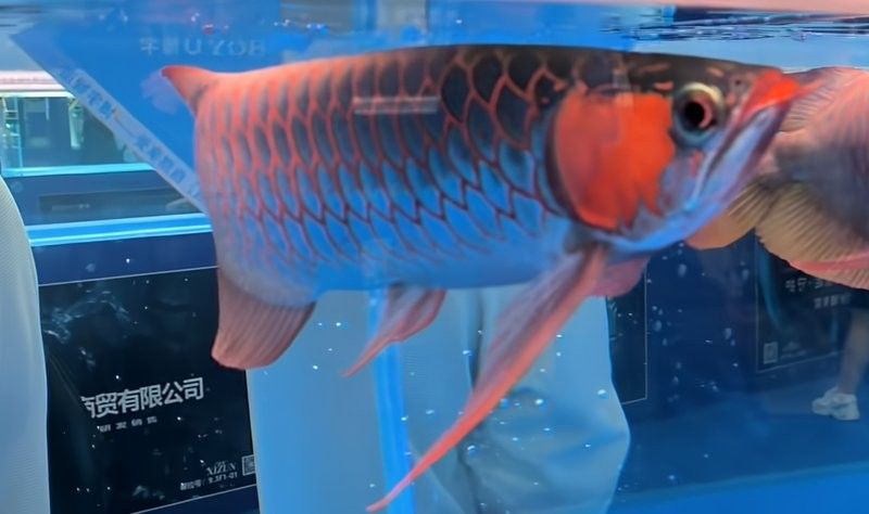 龍魚鉆石眼會自愈嗎：如何判斷龍魚鉆石眼