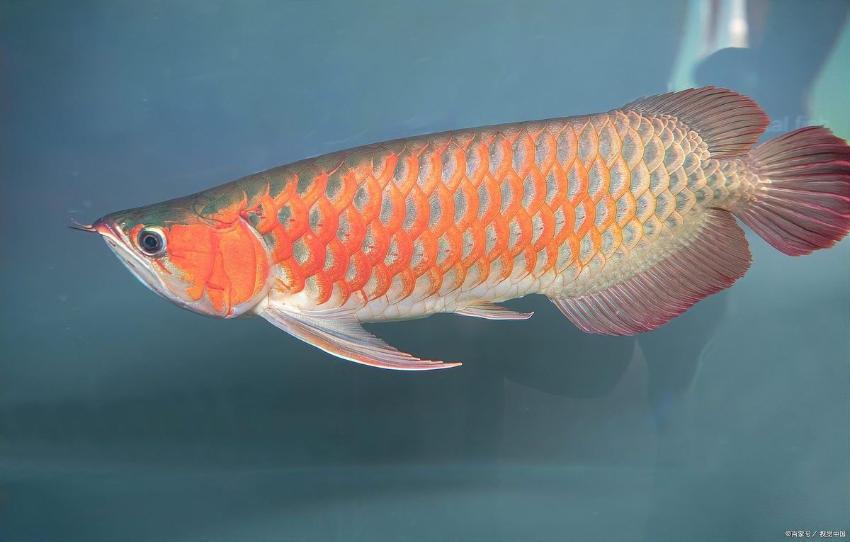 金龍魚吃什么食物可以增色：知名龍魚水族中文門戶網站，龍魚中的“土豪”—金龍魚