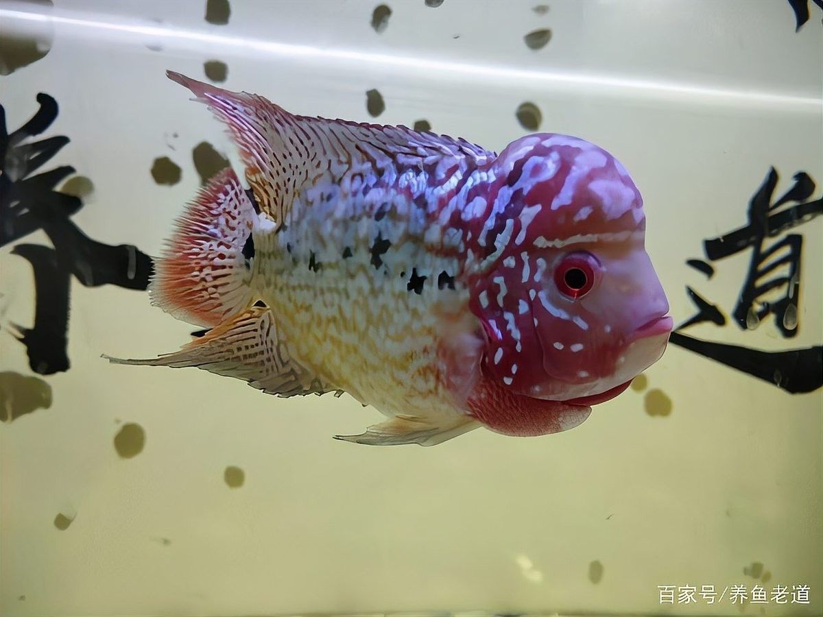 七彩神仙魚受壓有哪些表現：七彩神仙魚受壓時會出現多種生理和行為異常