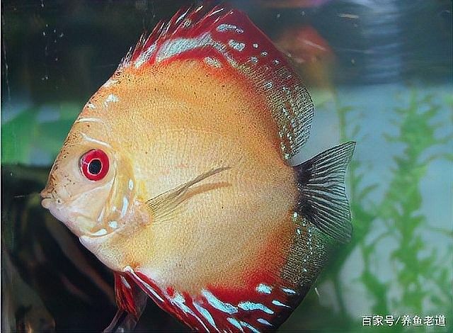 七彩神仙魚受壓有哪些表現：七彩神仙魚受壓時會出現多種生理和行為異常