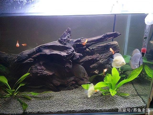 七彩神仙魚受壓有哪些表現：七彩神仙魚受壓時會出現多種生理和行為異常