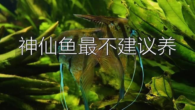 七彩神仙魚受壓有哪些表現：七彩神仙魚受壓時會出現多種生理和行為異常