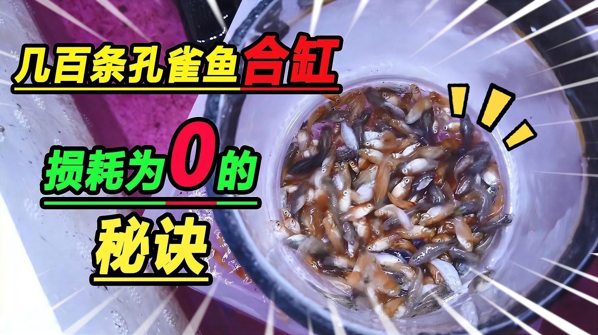 混養配魚需要多久適應：關于混養魚類適應時間的判斷需綜合魚種特性、環境準備及觀察指標等因素