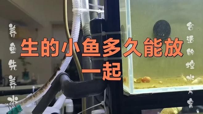 混養配魚需要多久適應：關于混養魚類適應時間的判斷需綜合魚種特性、環境準備及觀察指標等因素