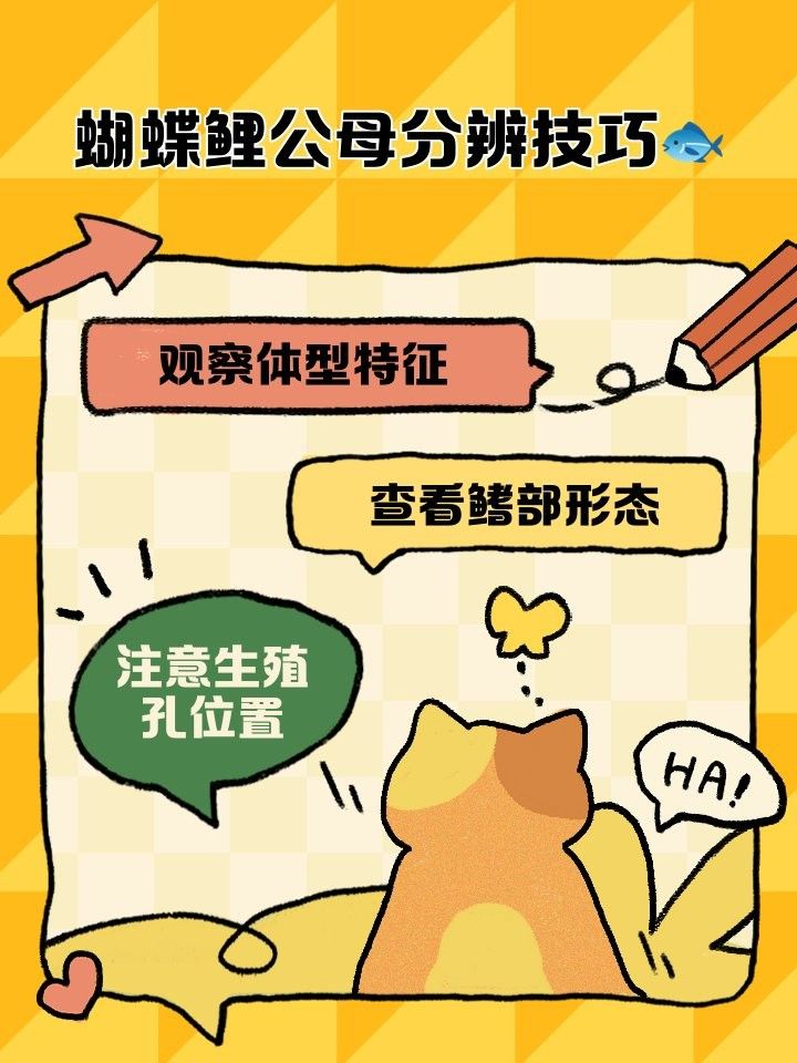 蝴蝶鯉公母哪個(gè)更值錢(qián)？：蝴蝶鯉公母分辨技巧