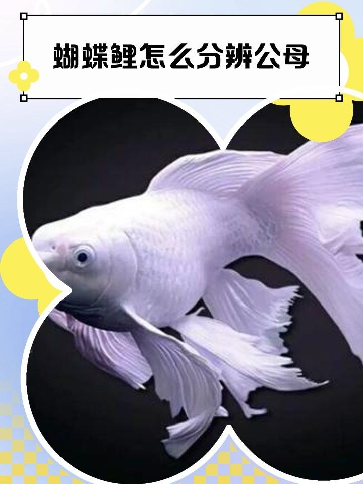 蝴蝶鯉公母哪個(gè)更值錢(qián)？：蝴蝶鯉公母分辨技巧