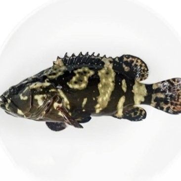 福州龍魚和廣州龍魚的價格差異大嗎：福州與廣州的龍魚價格差異