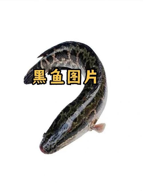雷龍魚和烏魚哪個更好養：雷龍魚和烏魚作為觀賞魚或經濟魚種，在飼養難度上各有特點
