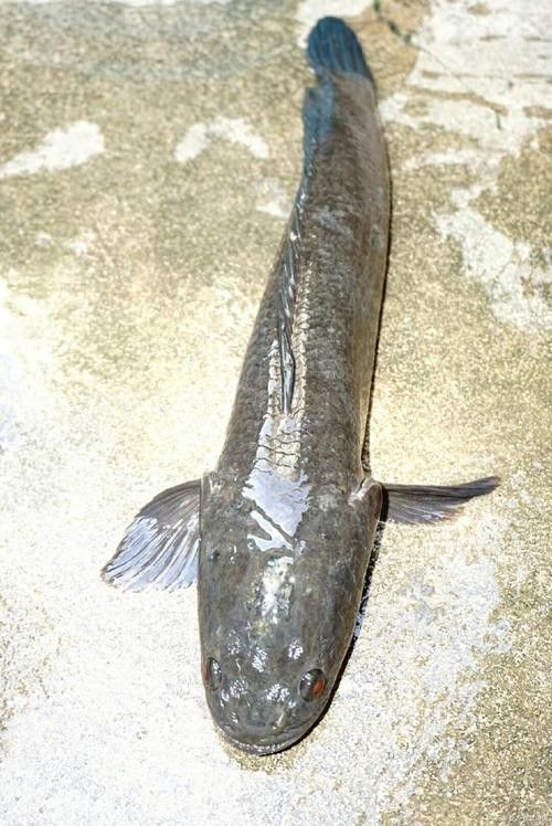 雷龍魚和烏魚哪個更好養：雷龍魚和烏魚作為觀賞魚或經濟魚種，在飼養難度上各有特點