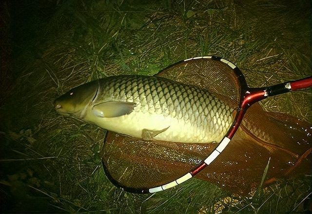 雷龍魚和烏魚哪個更好養：雷龍魚和烏魚作為觀賞魚或經濟魚種，在飼養難度上各有特點