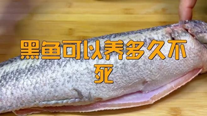 雷龍魚和烏魚哪個更好養：雷龍魚和烏魚作為觀賞魚或經濟魚種，在飼養難度上各有特點