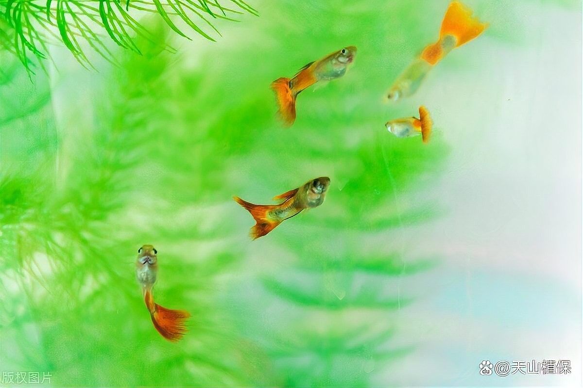 拍攝金龍魚(yú)生小魚(yú)需要多長(zhǎng)時(shí)間？：金魚(yú)產(chǎn)卵后多久變小魚(yú)