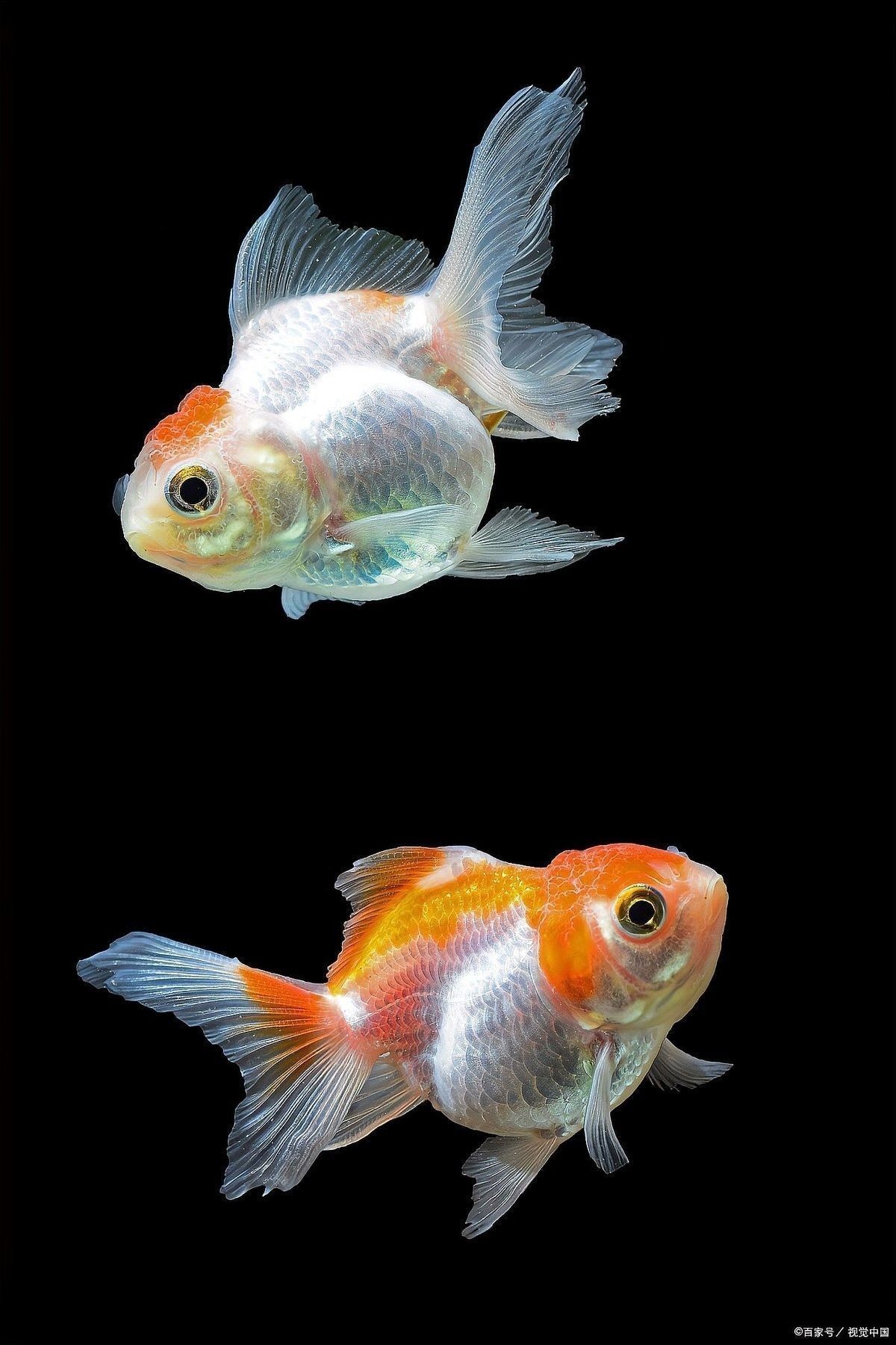 拍攝金龍魚(yú)生小魚(yú)需要多長(zhǎng)時(shí)間？：金魚(yú)產(chǎn)卵后多久變小魚(yú)
