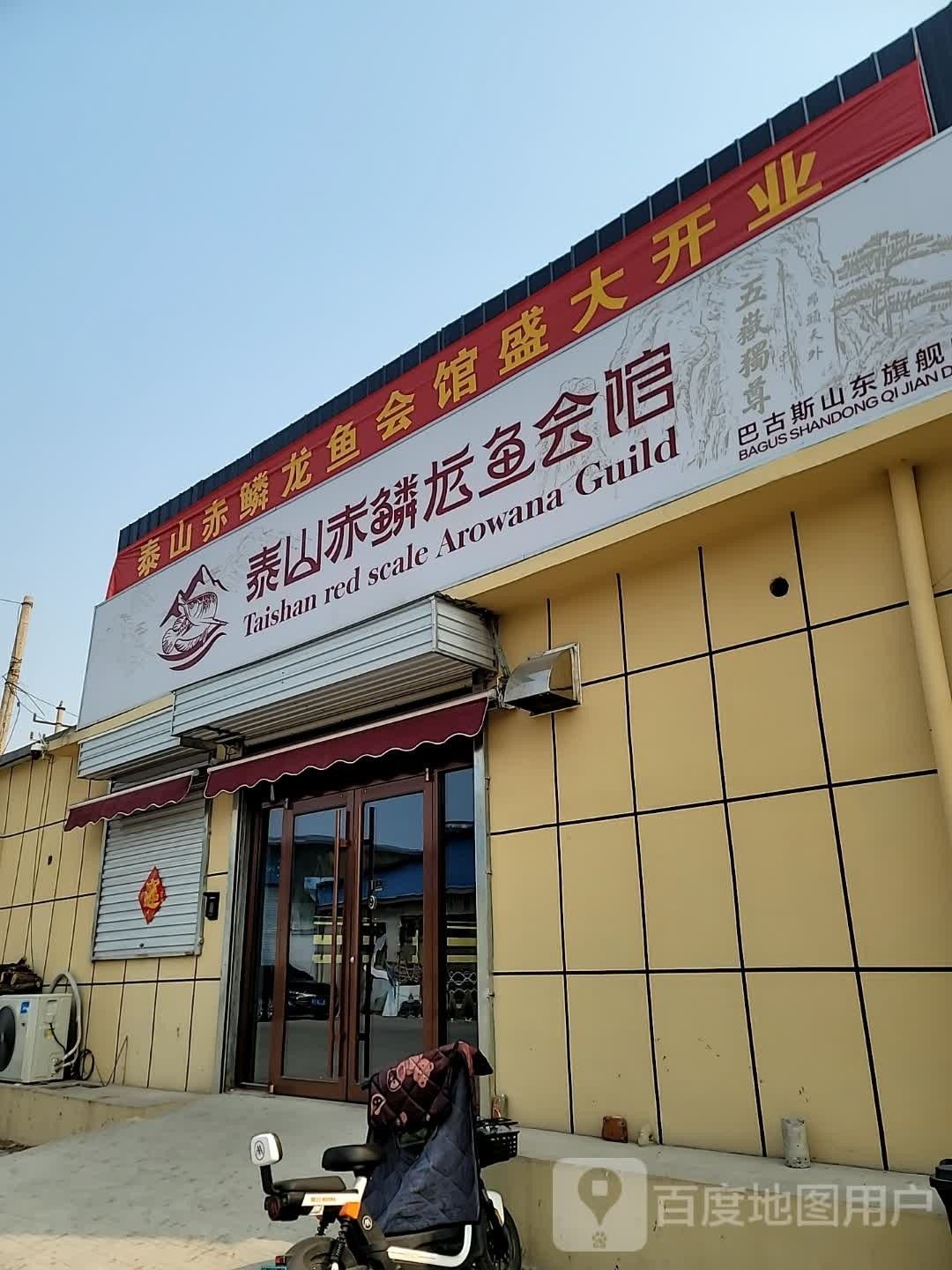 新泰哪個水族館龍魚好？祥龍魚場龍魚：泰山赤鱗龍魚會館