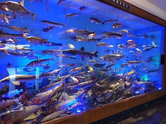 新泰哪個水族館龍魚好？祥龍魚場龍魚：泰山赤鱗龍魚會館