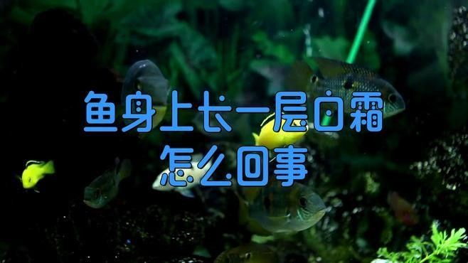 雷龍魚白霜病會傳染嗎：雷龍魚白霜病（通常表現為白點或絮狀物）具有較強傳染性