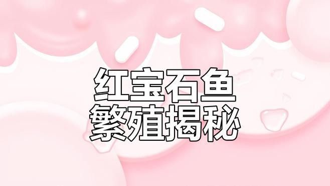 幻彩紅寶石雷龍魚繁殖方式是什么：幻彩紅寶石雷龍魚的繁殖方式