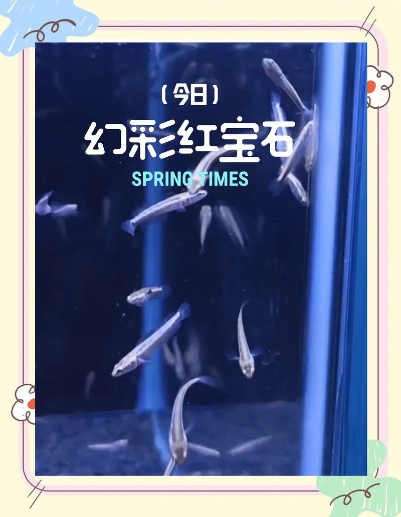 幻彩紅寶石雷龍魚繁殖方式是什么：幻彩紅寶石雷龍魚的繁殖方式