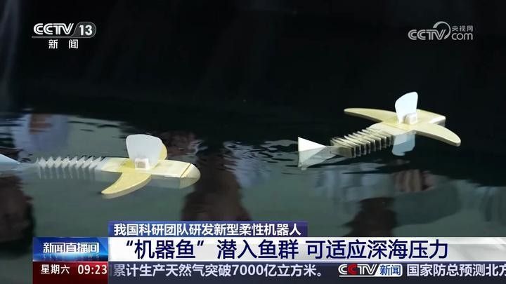 如何購買金龍魚仿生機器人：新民晚報，金鱗豈是池中物，一遇ai變“仿生”!