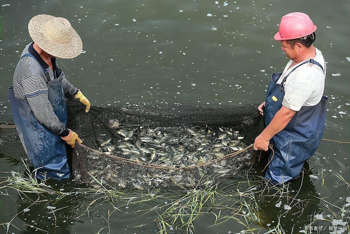 消毒后多久可以放魚？：消毒后放魚時間需根據消毒劑類型、用量及環境條件綜合判斷 消毒后多久可以放魚？：消毒后放魚時間需根據消毒劑類型、用量及環境條件綜合判斷 龍魚百科 第3張