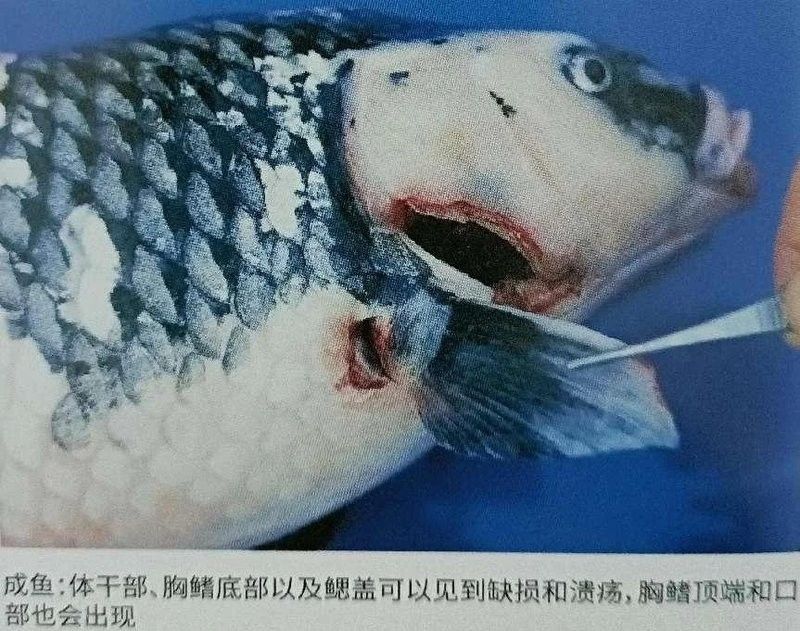 龍魚鰓蓋穿孔可以自愈嗎：龍魚鰓蓋穿孔能否自愈