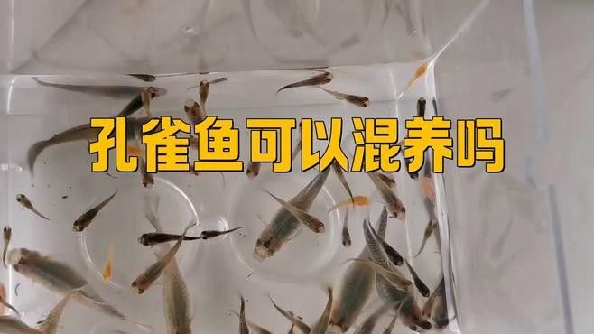 孔雀龍魚混養注意事項：孔雀魚可以混養嗎