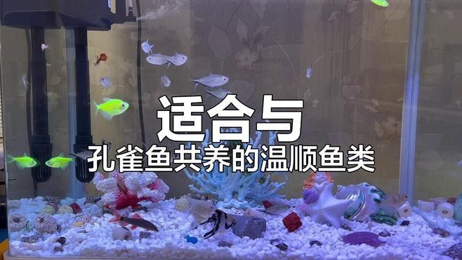 孔雀龍魚混養注意事項：孔雀魚可以混養嗎