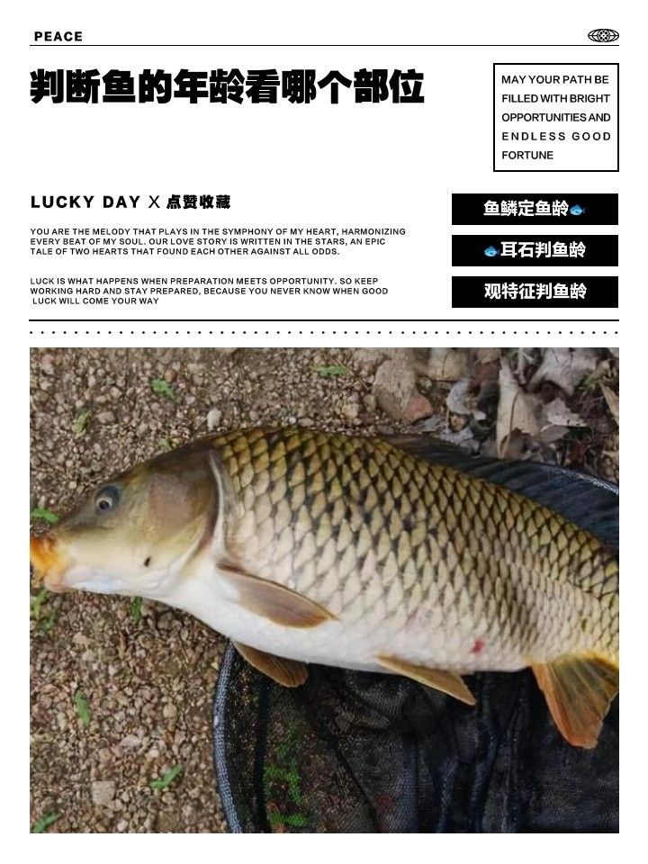 如何判斷星點龍魚的年齡？：判斷星點龍魚（澳洲星點龍）的年齡可通過以下方法
