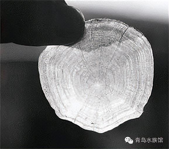 如何判斷星點龍魚的年齡？：判斷星點龍魚（澳洲星點龍）的年齡可通過以下方法