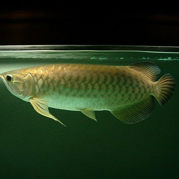 如何判斷星點龍魚的年齡？：判斷星點龍魚（澳洲星點龍）的年齡可通過以下方法