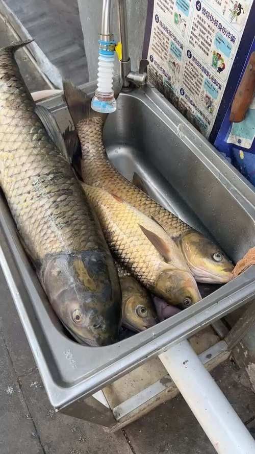 如何判斷瀾滄江龍魚是否新鮮？：判斷瀾滄江龍魚是否新鮮，如何判斷魚是否新鮮的還是變質的