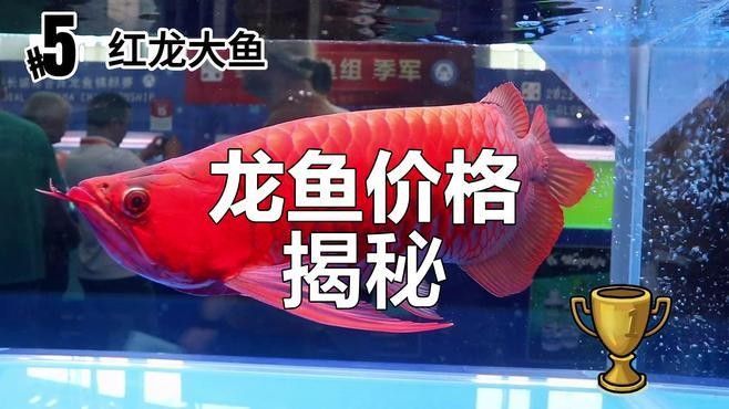 鄂溫克哪個水族館龍魚好？祥龍魚場龍魚：鄂溫克地區水族館祥龍魚場價格多少錢一只捷報漲分攻略