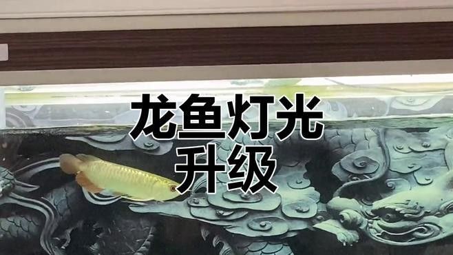 龍魚(yú)LED燈哪個(gè)品牌好：led龍魚(yú)燈品牌排行榜京東龍魚(yú)專(zhuān)用燈品牌排行榜