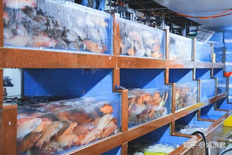 路林市場哪個交易區有龍魚賣：寧波路林市場海鮮挑選全攻略
