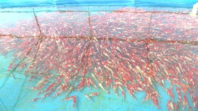 開封龍魚養(yǎng)殖場有哪些：開封市涉及龍魚養(yǎng)殖的相關企業(yè)