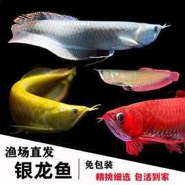 菏澤金龍魚批發價格是多少？：菏澤地區金龍魚批發價格因品種、規格差異較大具體差異較大