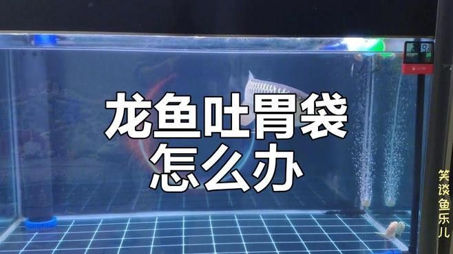龍魚消化不良會自愈嗎：龍魚消化不良是否能自愈取決于其消化系統的狀況以及性質