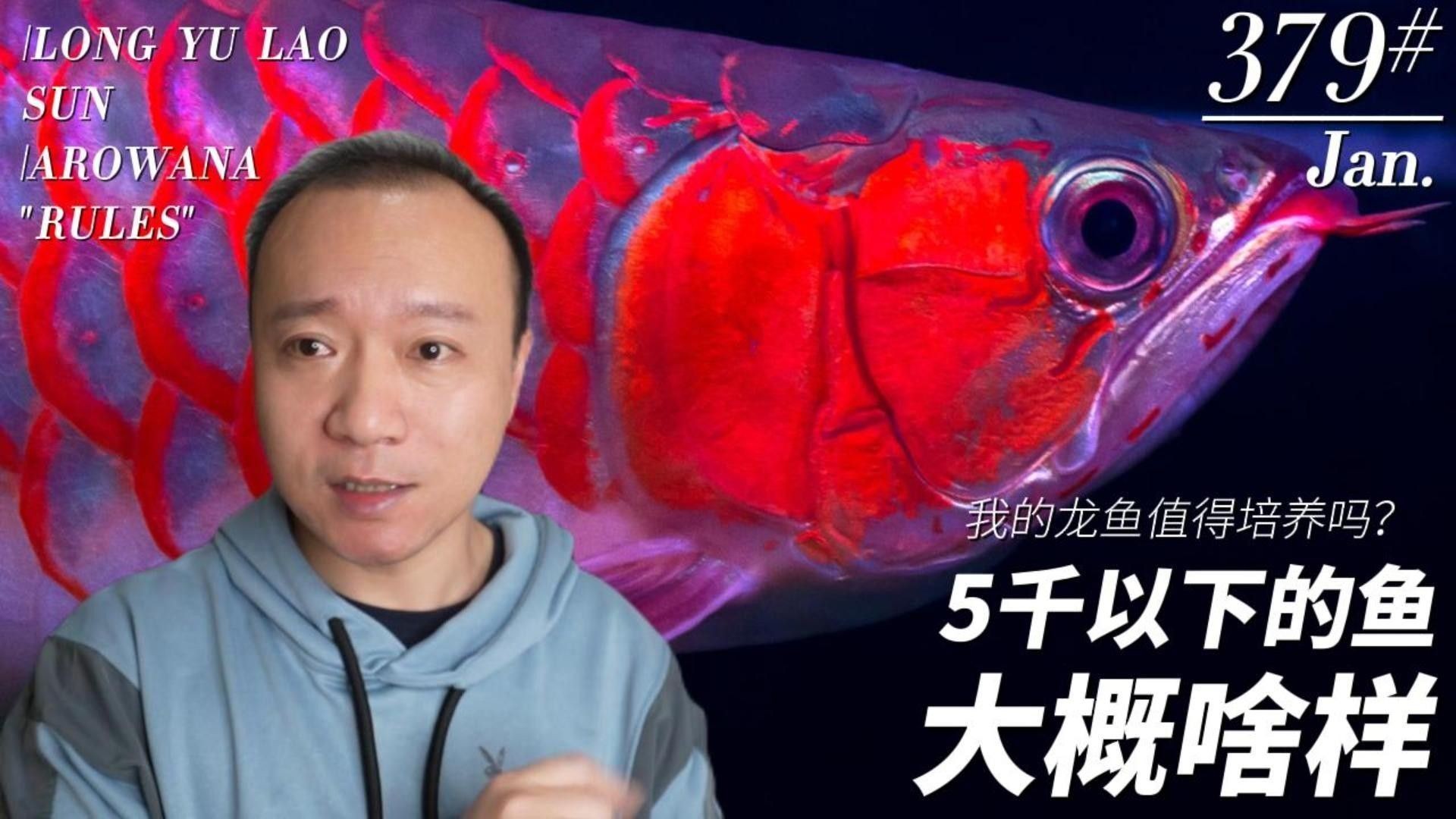 紅龍魚發(fā)色對其壽命有影響嗎：紅龍魚發(fā)色對其壽命的影響 紅龍魚發(fā)色對其壽命有影響嗎：紅龍魚發(fā)色對其壽命的影響 龍魚百科 第3張